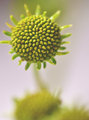 Sprout