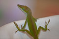 Lizard-1.jpg