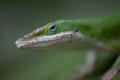 Lizard-3.jpg