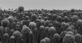 Crowded