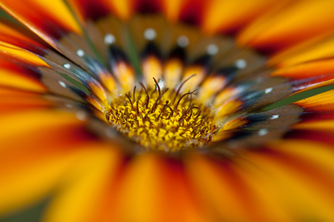 Vibrant Winter 2