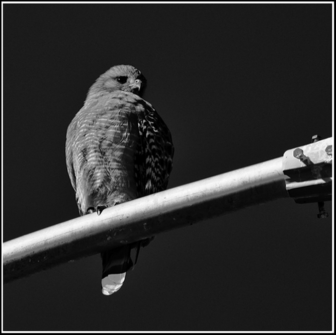 Night Hawk