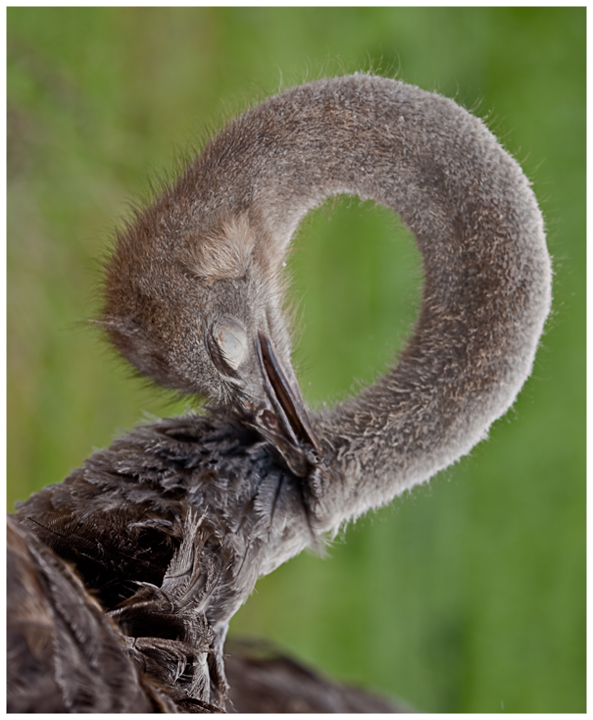 O for Ostrich