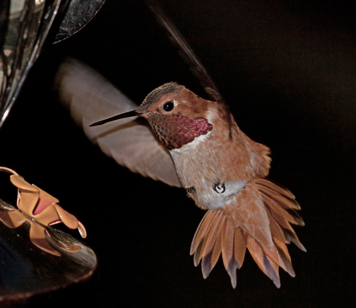 Hummingbird at Night