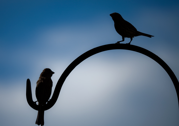 Birds