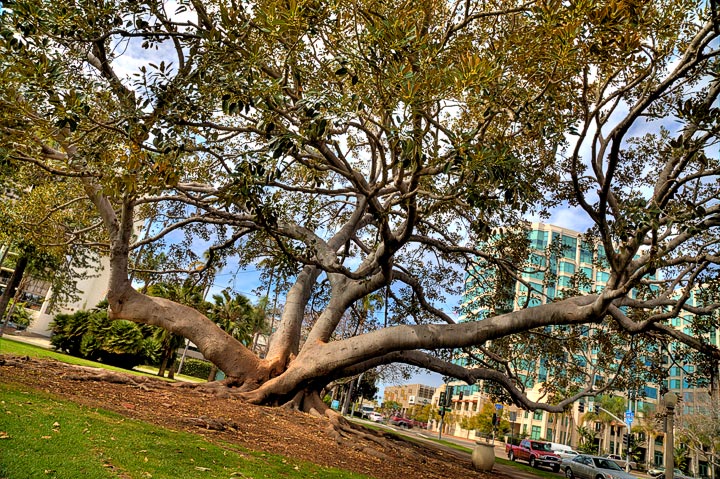 Almost 100 year old tree