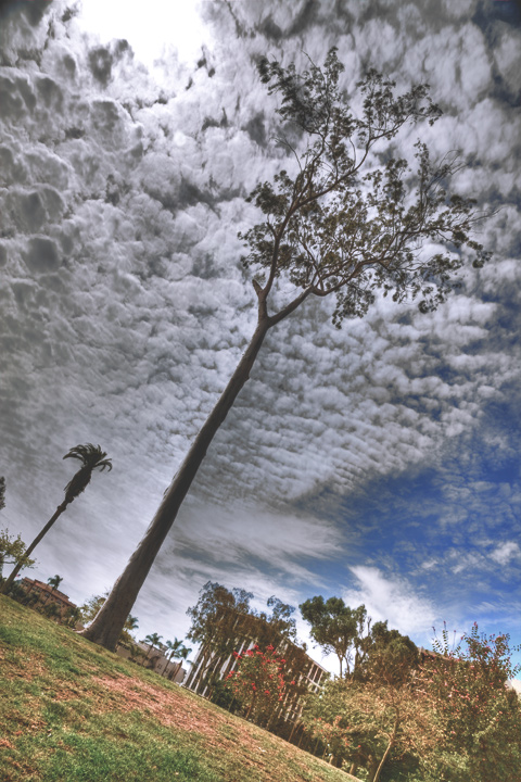 Tall Tree