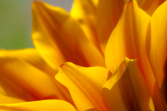 Petals