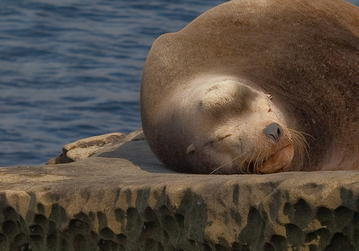 Sleepy Seal