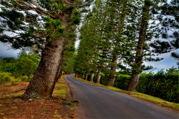 Cook Pines