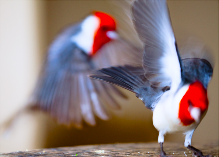 Brazilian Cardinals