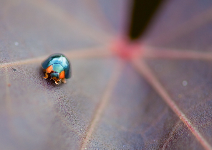 Hawaiian Ladybug