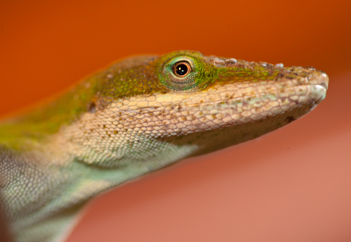 Lizard-2.jpg