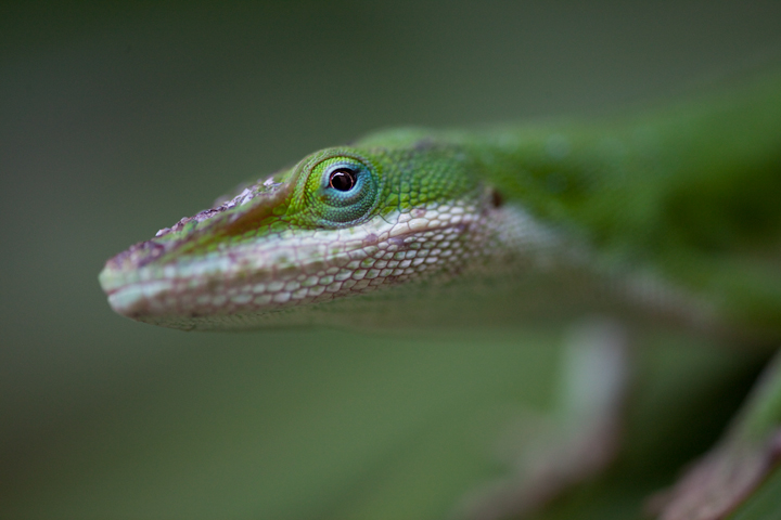 Lizard-3.jpg