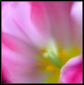 Alternate Crop of My Pink Entry