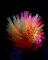 Spiked Rainbow Fish