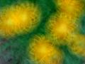 Pirouetting Dandelions