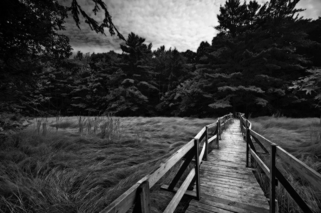 Fore River Marsh (BW)