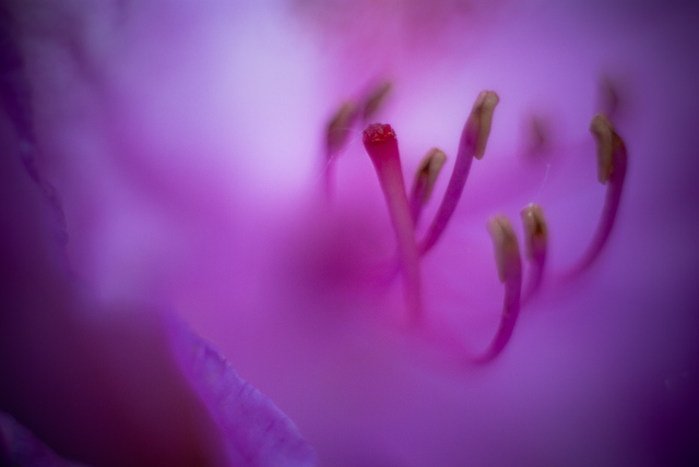 Shallow Beauty