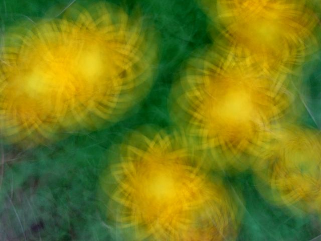 Pirouetting Dandelions