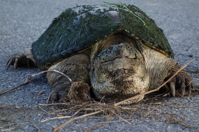 20120822 Bike Path RX00300-FS Glossy 2-1