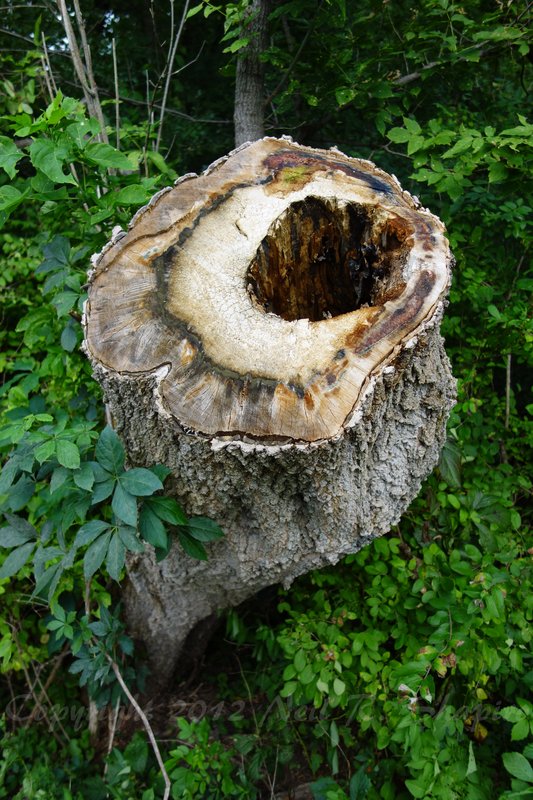 20120908 Misc RX02422-sFSWM-1