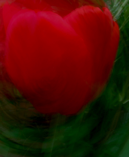 Tulip Heart