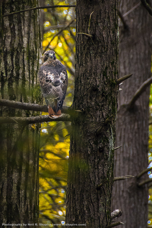 Red Tail Hawk 2