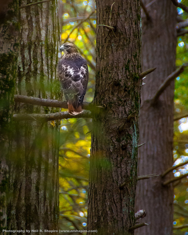 Red Tail Hawk 1
