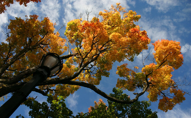 Fall Colors 1