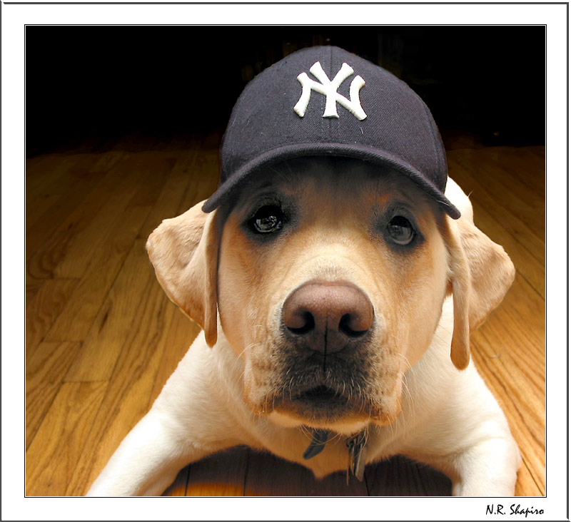 Take Me Out to The Bow Wow Game