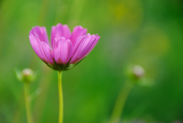 The Last Bloom
