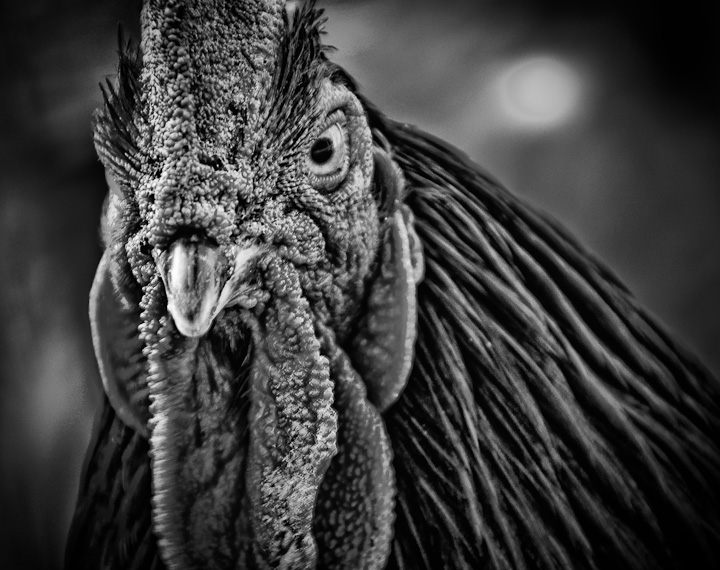 Roozilla