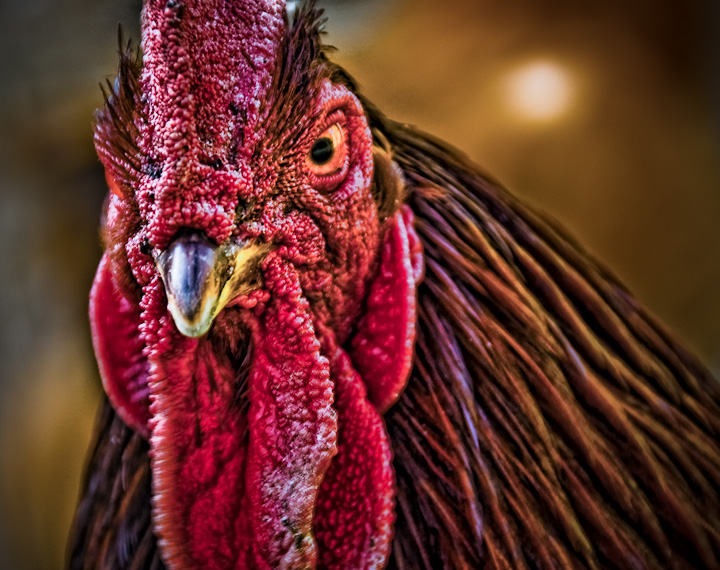 Roozilla