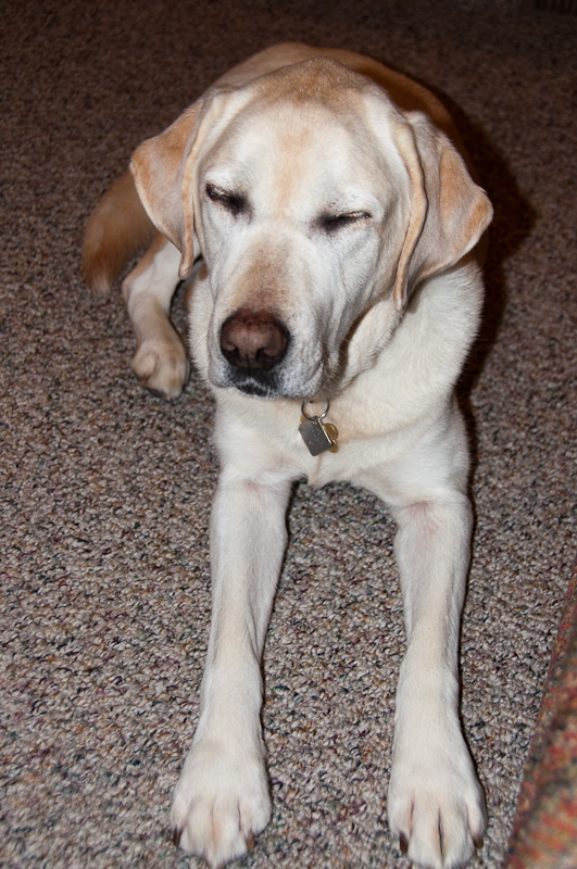 20100105 Puffer Tests D15507-s800 -6.jpg
