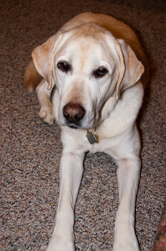 20100105 Puffer Tests D15505-s800 -5.jpg
