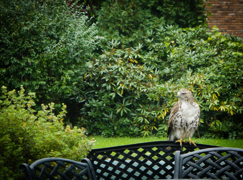 20111002 Backyard Hawk LX1010956-Edit-s1200