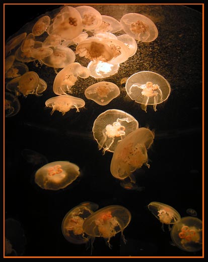 Jelly-Fish