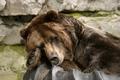 Tired Bear