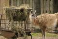Guanaco Eating
