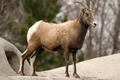 BigHorn Sheep