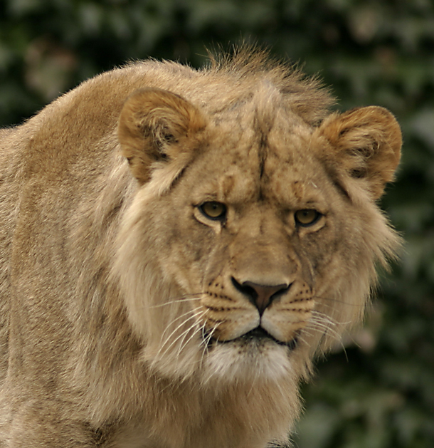 Angry Young Lion