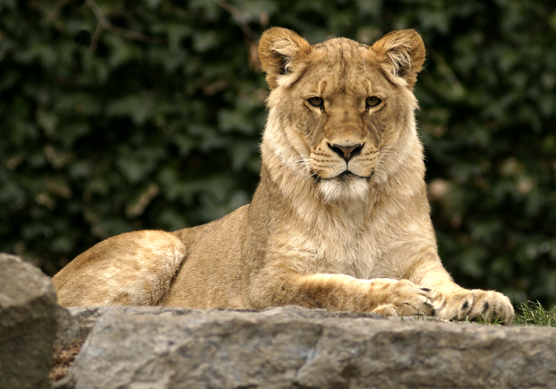 Lioness