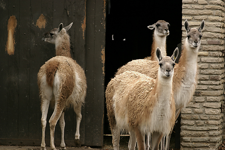 Which is the dumb Guanaco?
