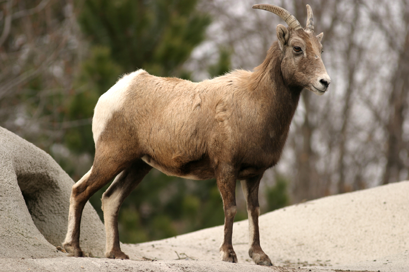 BigHorn Sheep