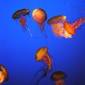 Jellyfish Ballet