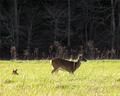 Doe & Fawn, Cades Cove