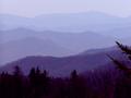 tinted Smokies
