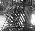 palms & light interwoven