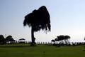 interesting tree silhouette